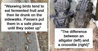 “Explaining The Wild”: 59 Facts And Photos To Teach You Something New About The World