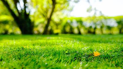5 common lawn care mistakes that are killing your yard — avoid them this spring