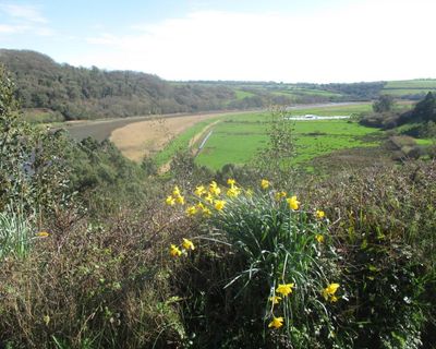 Country diary: Daffodils and chiffchaffs are here, the wet months behind us
