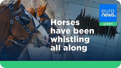 Horses 'whinny' to find new friends and celebrate. This unique sound has been a mystery – until now