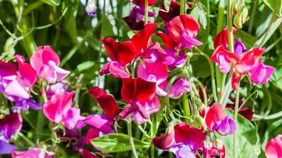 Pinch Out Sweet Peas Now for Double the Spring Blooms – A 2-Minute Trick for a Dazzling and Fragrant Garden