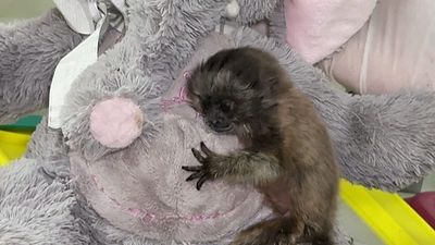 Colombia: Baby grey titi monkey gets cuddly ‘mum’ ahead of return to wild