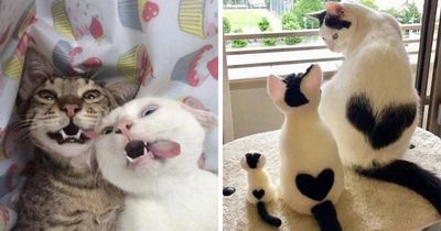 ‘Why I Should Have A Cat’: 51 Adorable Photos That Might Be All The Proof You Need