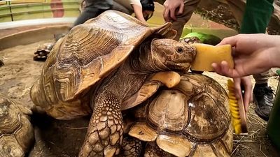 Hungary: Wellness day for endangered tortoises at Nyíregyháza Zoo