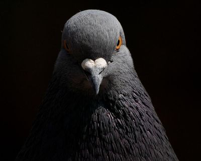 I thought my pigeon curse was lifting. Then it took a darker turn