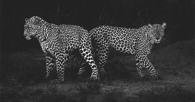 50 Incredible Wildlife Shots By This Photographer, Along With The Memories Behind Each One