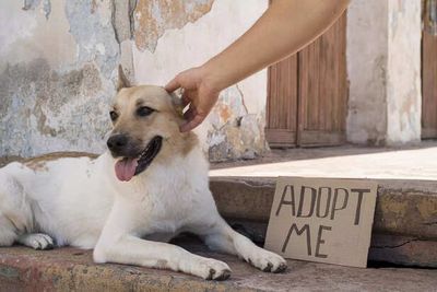 Benefits Of Adopting Over Buying Pets: Stories From India
