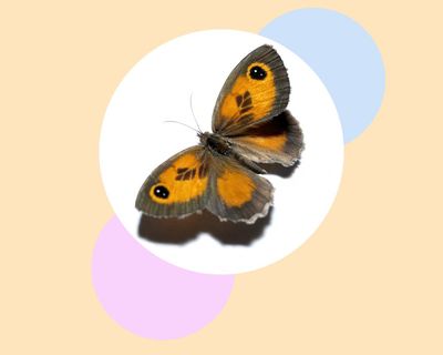 Stop mowing the lawn – and five more ways to save Britain’s ‘charming’ and ‘polite’ gatekeeper butterflies