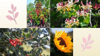 Looking to attract more birds to your garden? Experts reveal 7 plants that naturally provide food to entice feathered visitors