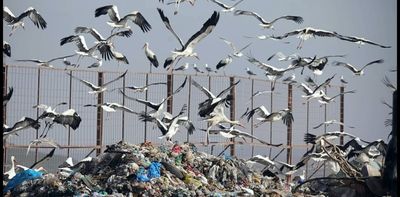 How birds are spreading plastic pollution
