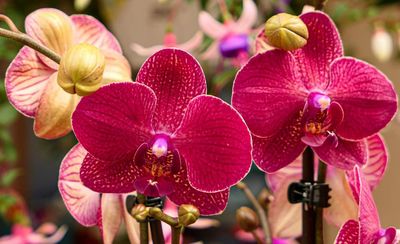 Sex garden to ‘break taboos’ at Chelsea flower show as gnome ban ends