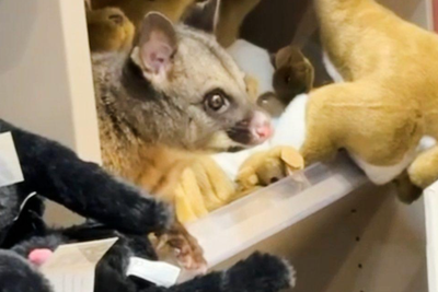 Possum found hiding in plush toys section at Tasmania Airport