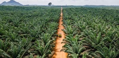 Palm oil, cocoa, coffee… who’s going to tend to tomorrow’s large tropical plantations?