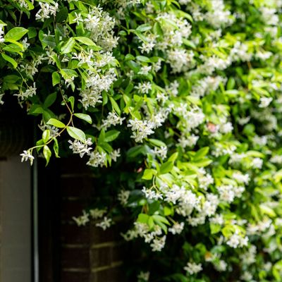 The one thing you shouldn't do with jasmine right now if you want it to flower well in the summer – experts are warning that this mistake could cost this year's blooms