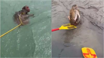 Watch: Tourists Save Monkey from Raging River - Heartwarming Rescue Goes Viral