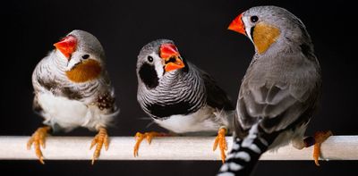 You probably agree with the animals on which bird calls, frog noises and cricket chirps are most attractive – new research