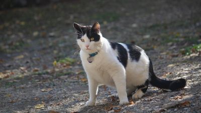 Cat owner’s $1,500 vet nightmare ends with the most ridiculous diagnosis imaginable