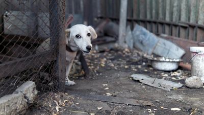 A Texas couple is facing a massive investigation after their peaceful animal haven was exposed as a house of horrors with a chilling secret