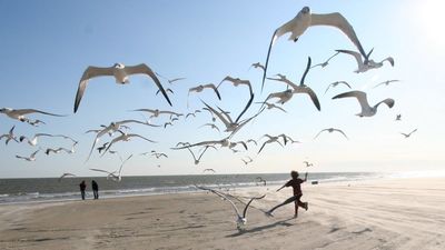 A father’s rage over French fries just turned into a legal nightmare after it triggered a shocking act of animal cruelty that has activists livid