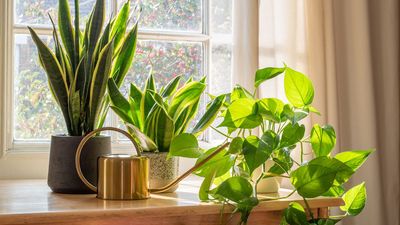 I asked houseplant experts what’s the best air-purifying plant for my home — here’s what they said