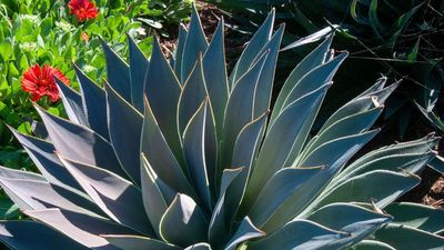 Mangave Is the Succulent Everyone Will Be Planting This Year – It’s Tough, Drought-Tolerant and Surprisingly Easy to Grow