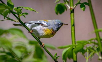 How to Turn Your Garden into Birds Home?