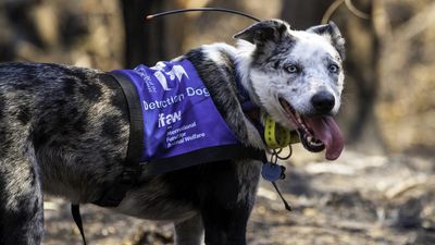 'Best boy': koala saviour Bear hangs up rescue boots
