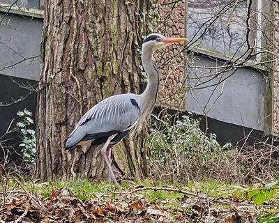 Country diary: The messy chaos of nesting herons