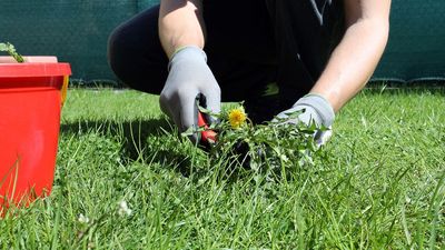 7 tips to banish weeds from your lawn that won't harm the grass