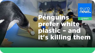 Penguins are ingesting worrying amounts of white plastic. Could switching colours protect them?