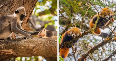 30 Powerful Wildlife Photos From Wikimedia Commons That Show The Beauty Of Life On Earth