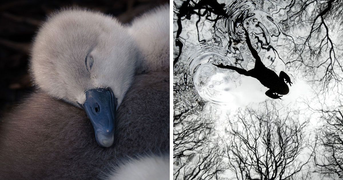 21 Jaw-Dropping Wildlife Shots That Won Big At The…