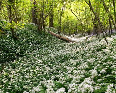 Forget daffs – it’s edible alliums like wild garlic that spell spring in the garden for me