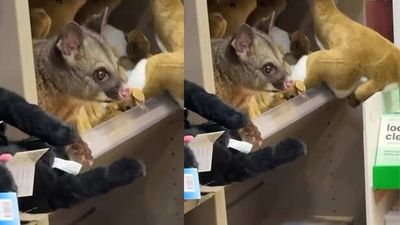 Live Possum found hiding among stuffed toys at Airport shop, viral video stuns internet