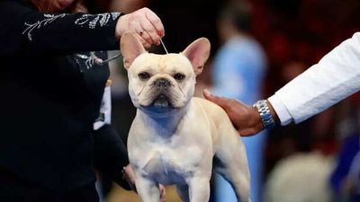 The Most Wanted Dog in the World… and the Questions No One Is Asking