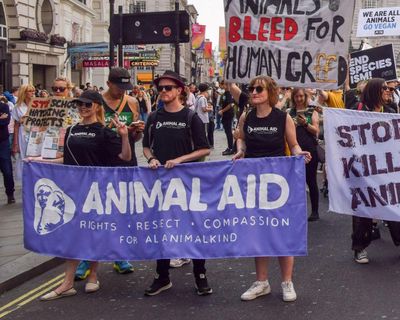 Charity challenges ‘chilling’ law change restricting protest at animal testing sites