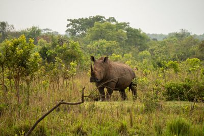 Uganda reintroduces rhinos into a protected area where they have been extinct since 1983