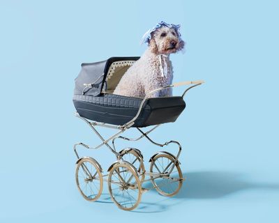 ‘When he turned two we had party hats and cake’: how dogs became the new babies