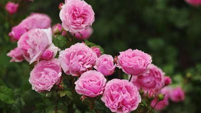Roses Will Reward You With Big, Blousy Blooms by Late Spring if You Follow These 5 Steps in March
