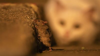 This photographer snapped Tom and Jerry in real life – but the ominous scene looks nothing like the cartoons!