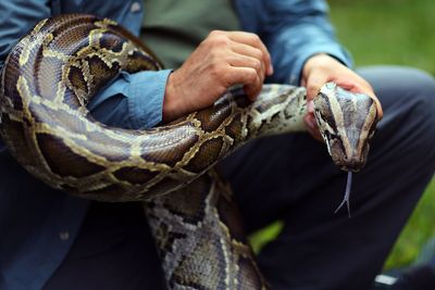 How pythons could be the key to unlocking the next-generation weight-loss drug