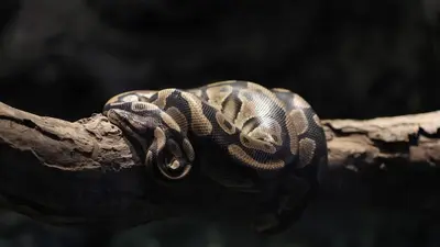 A truck driver is reeling after a $34,000 fine was issued for his deadly cargo that had Texas border officers doing a double-take