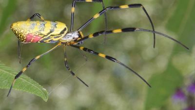 Americans have a new reason to worry as hand-sized parachute spiders spread to 12 states