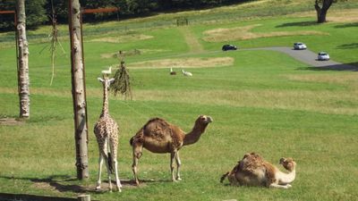 Footage reveals pure chaos as camel rips through a couple’s vehicle after they made one huge mistake