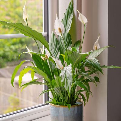 What to do with a peace lily in March – these simple care tips will guarantee glossy leaves and encourage flowering this spring