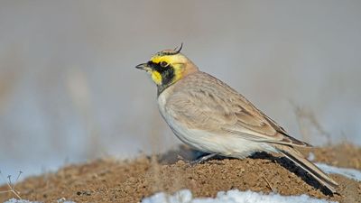 Want to Spot Horned Larks in the Wild? These Handsome Songbirds Are Hiding in Plain Sight – You Just Need to Know Where to Look