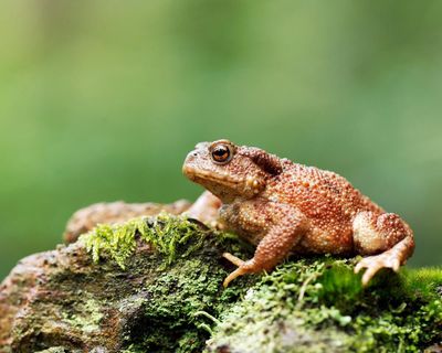 ‘A toad is a perfect tenner’: experts recommend wild candidates for new banknotes
