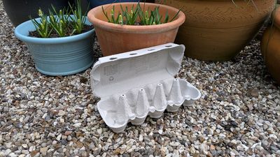 Gardeners urged to put egg cartons in their yards — here are 5 ways to use them now