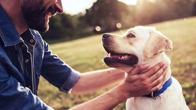 Weird habits of pets that actually have a scientific reason