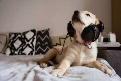 Do Pets Have a Favourite Song or Music Taste?